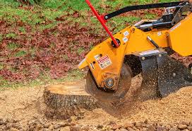 Professional Tree Care in Woodbury, NJ