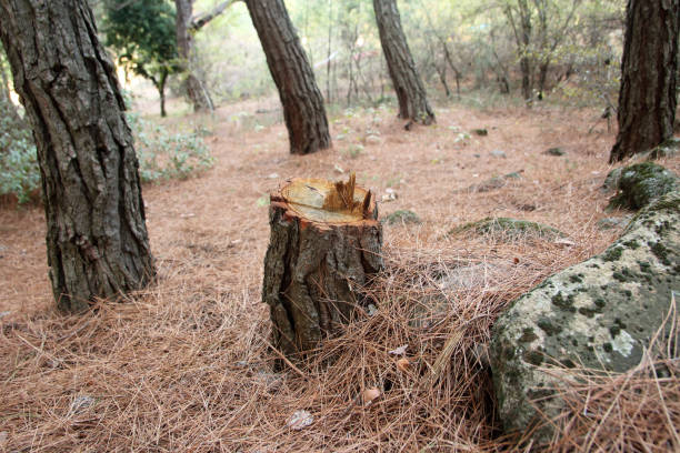 How Our Tree Care Process Works  in  Woodbury, NJ