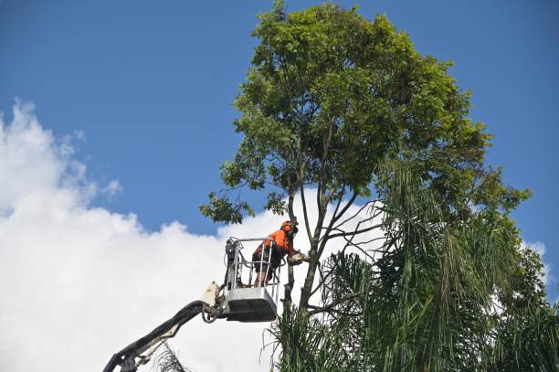 Best Lawn Disease Treatment  in Woodbury, NJ