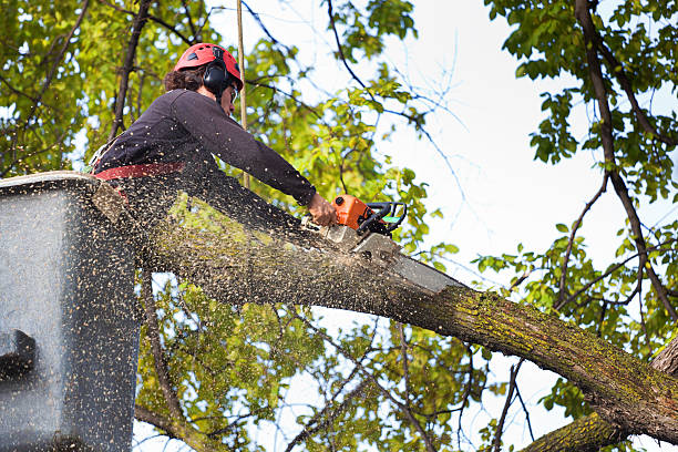 Best Lot and Land Clearing  in Woodbury, NJ