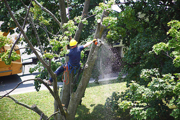 Best Hedge Trimming  in Woodbury, NJ
