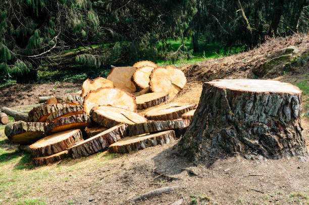  Woodbury, NJ Tree Care Pros